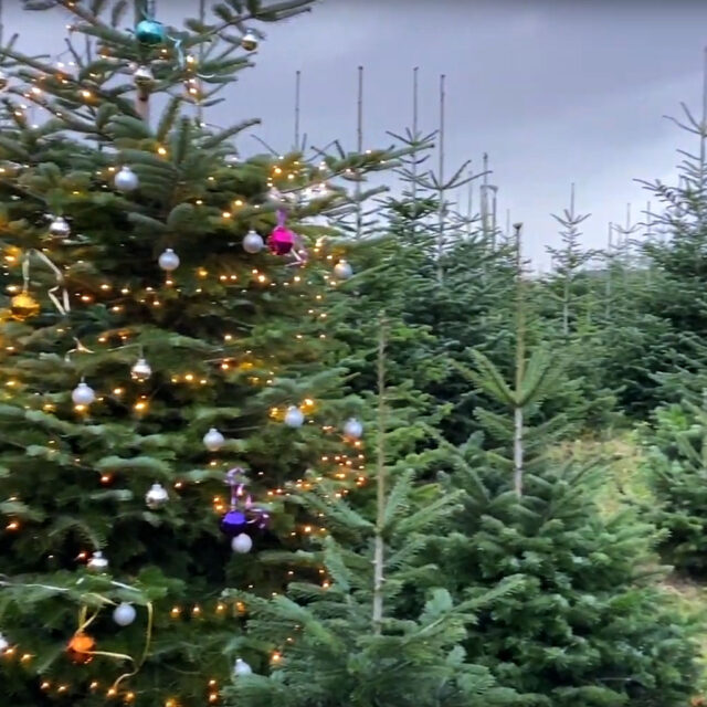 Grafik Standbild Trailer